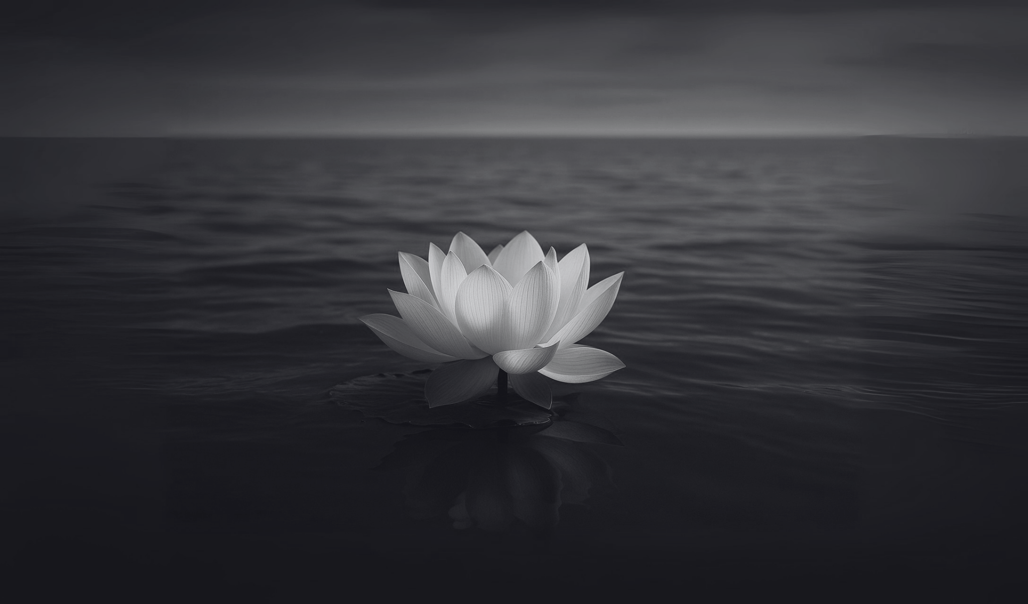 لوتوس پرفیوم